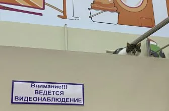 Установка камер видеонаблюдения в магазине